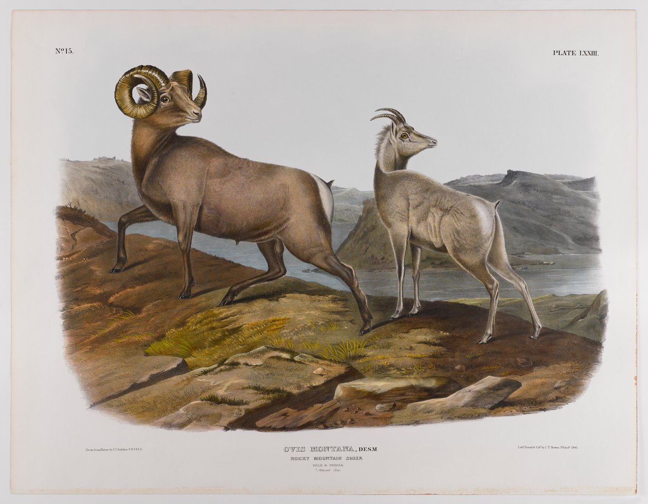 Rocky Mountain sauer, 1845 av John James Audubon