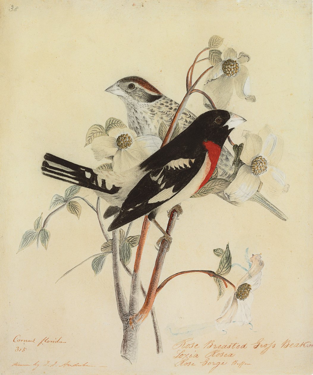 Rose-Breasted Grosbeak, 1938 av John James Audubon