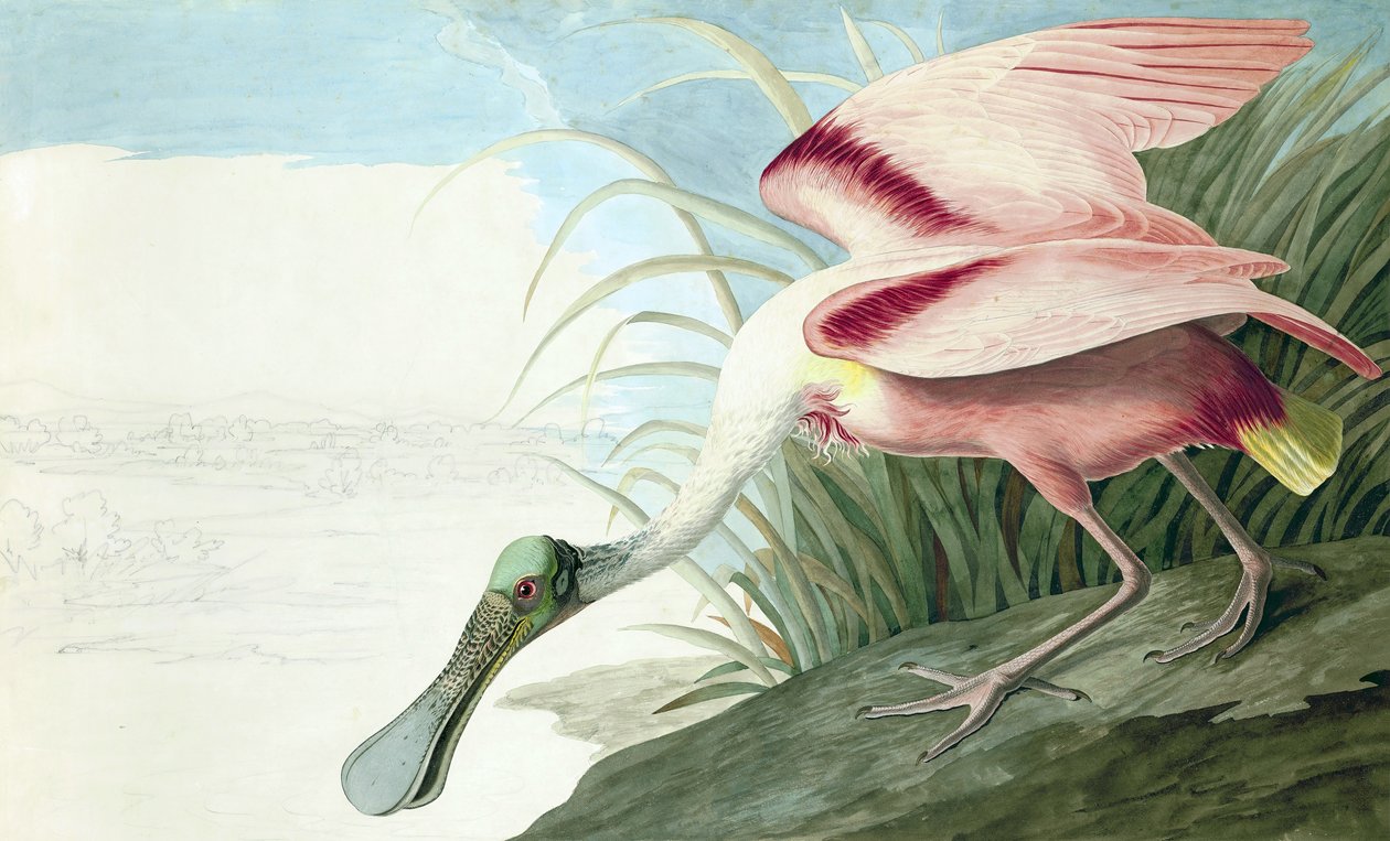Roseate Spoonbill, Platalea Ajaja, fra "The Birds of America" av John J. Audubon, pub. 1827-38 av John James Audubon