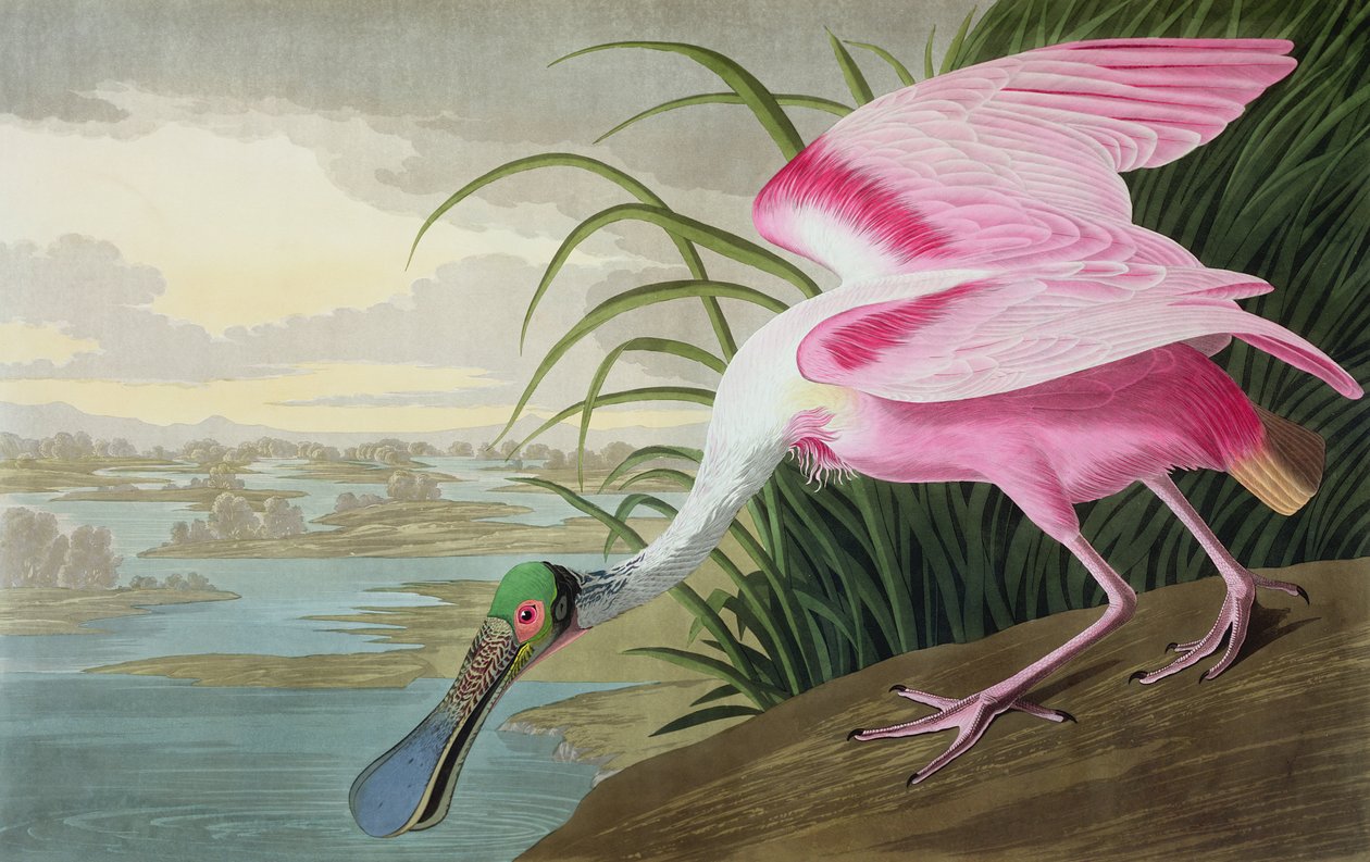 Roseate Spoonbill, Platalea leucorodia, fra "The Birds of America", 1836 av John James Audubon