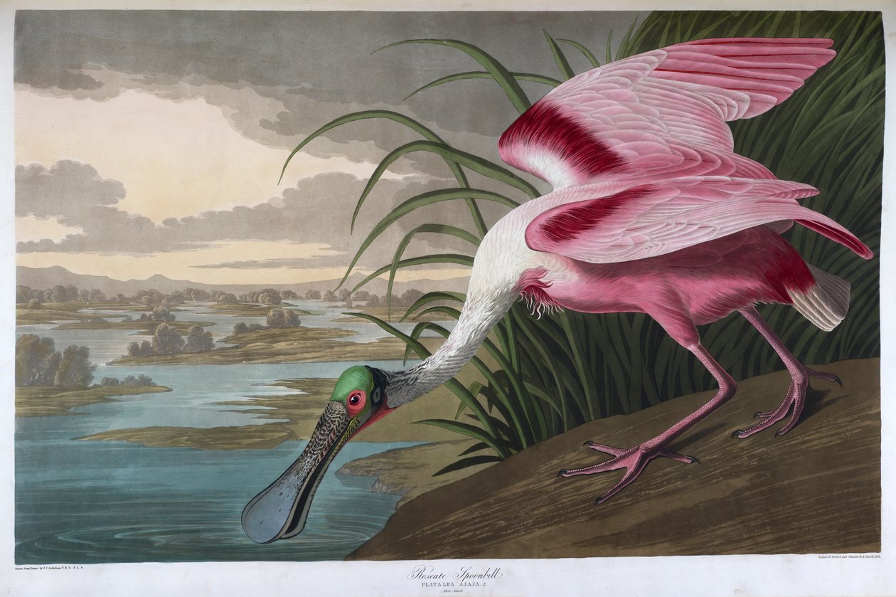Roseate skjestork. Voksen hann av John James Audubon