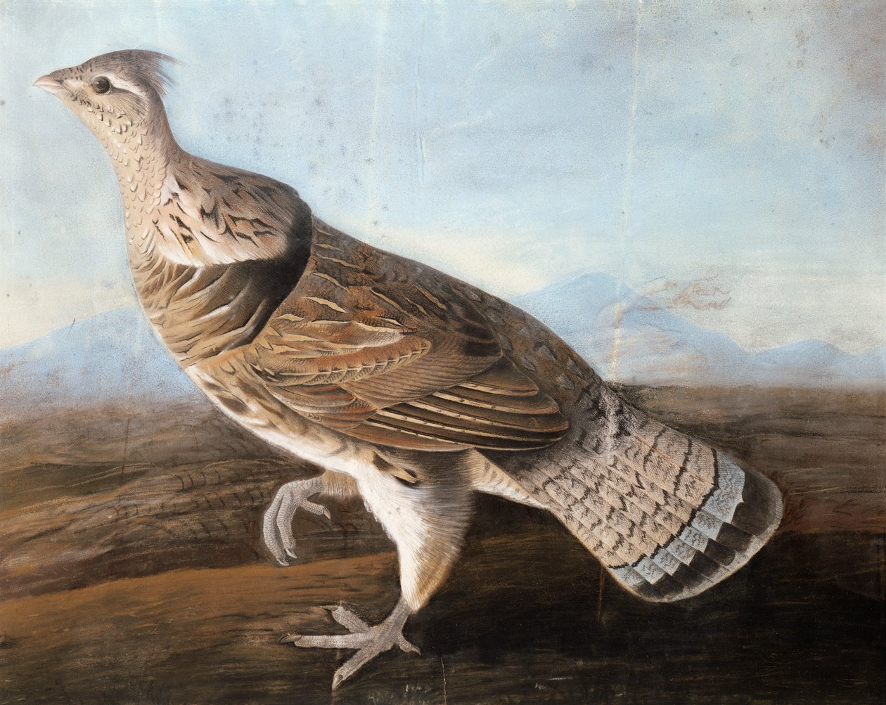 Ruffed Goose, ca. 1812 (pastell på papir) av John James Audubon