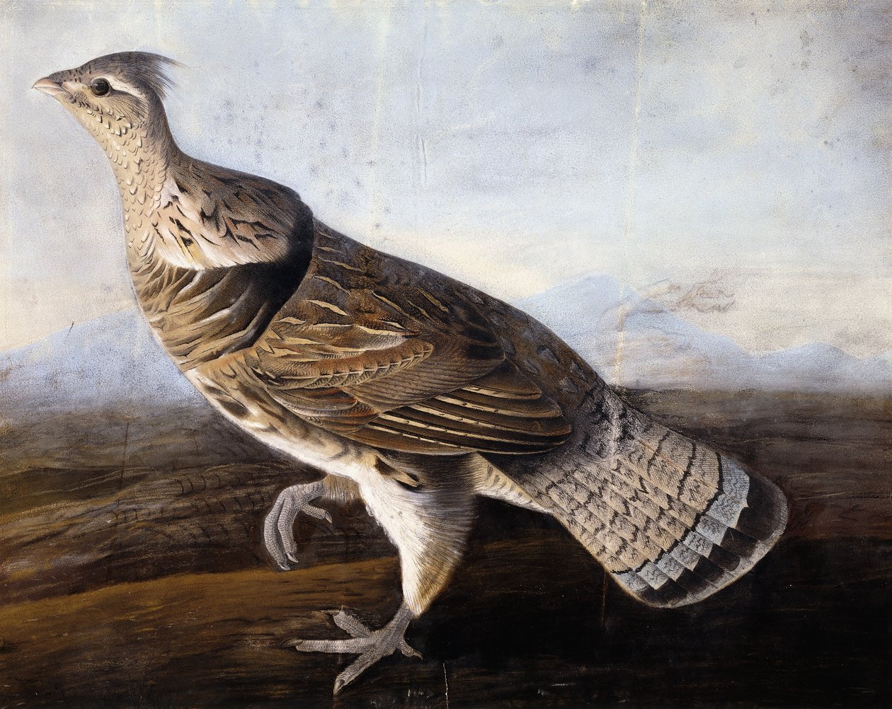Ruffed ryper, av John James Audubon