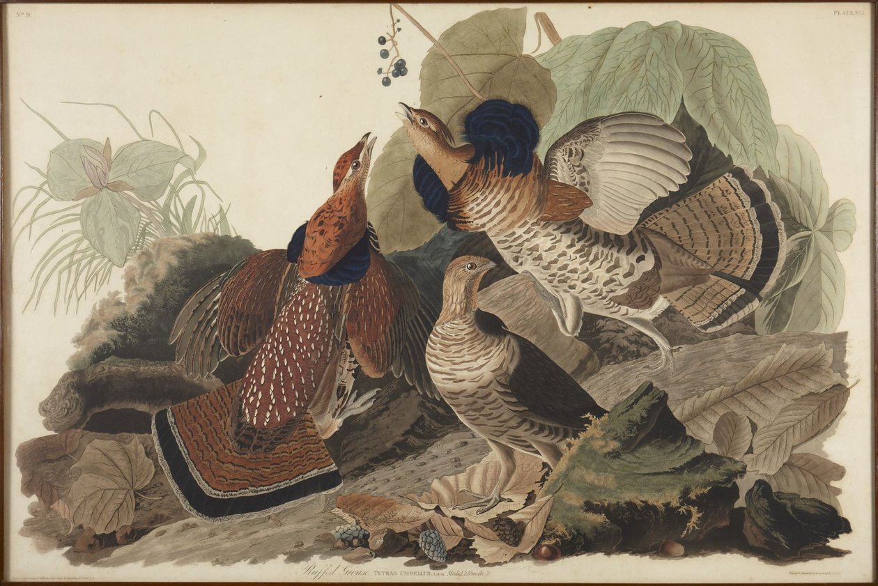 Kravehøne av John James Audubon