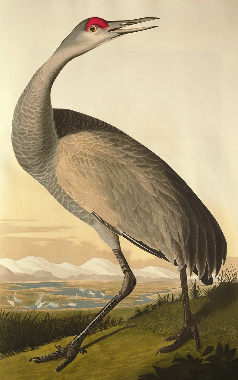 Sandhill Crane, fra 