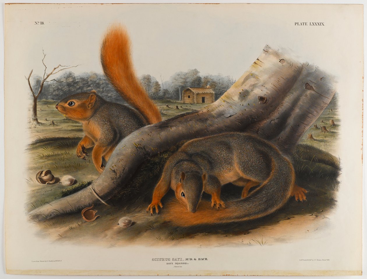 Sier ekorn av John James Audubon