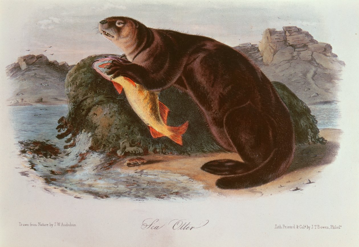 Sea Otter fra Quadrupeds of North America (1842-5) av John James Audubon