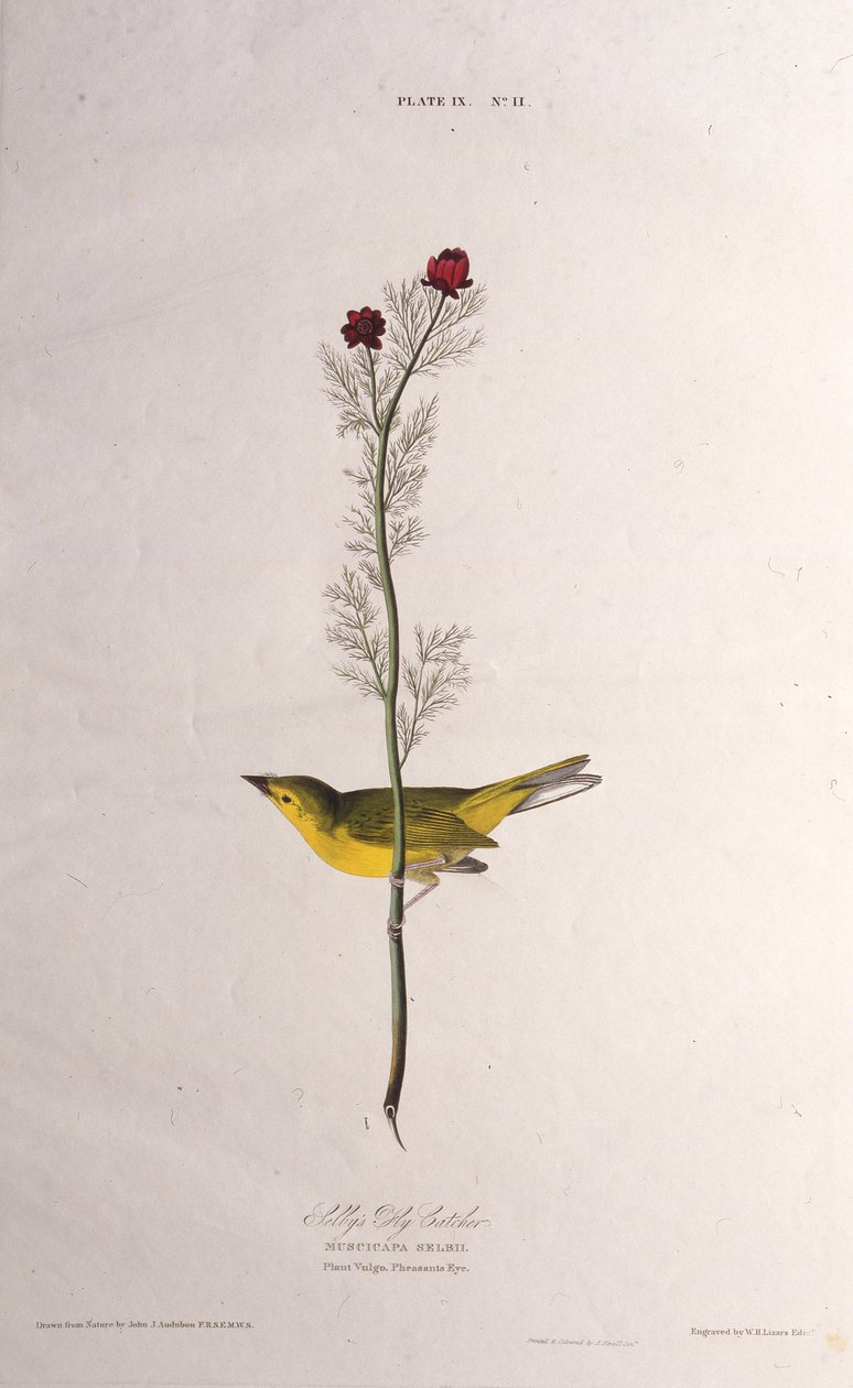 Selbys fluefanger. Fra The Birds of America, 1827-1838. av John James Audubon