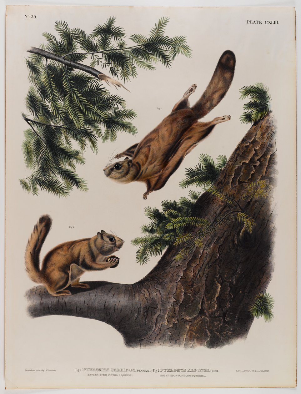 Severn River flygende ekorn (til venstre) og Rocky Mountain flygende ekorn (til høyre) av John James Audubon