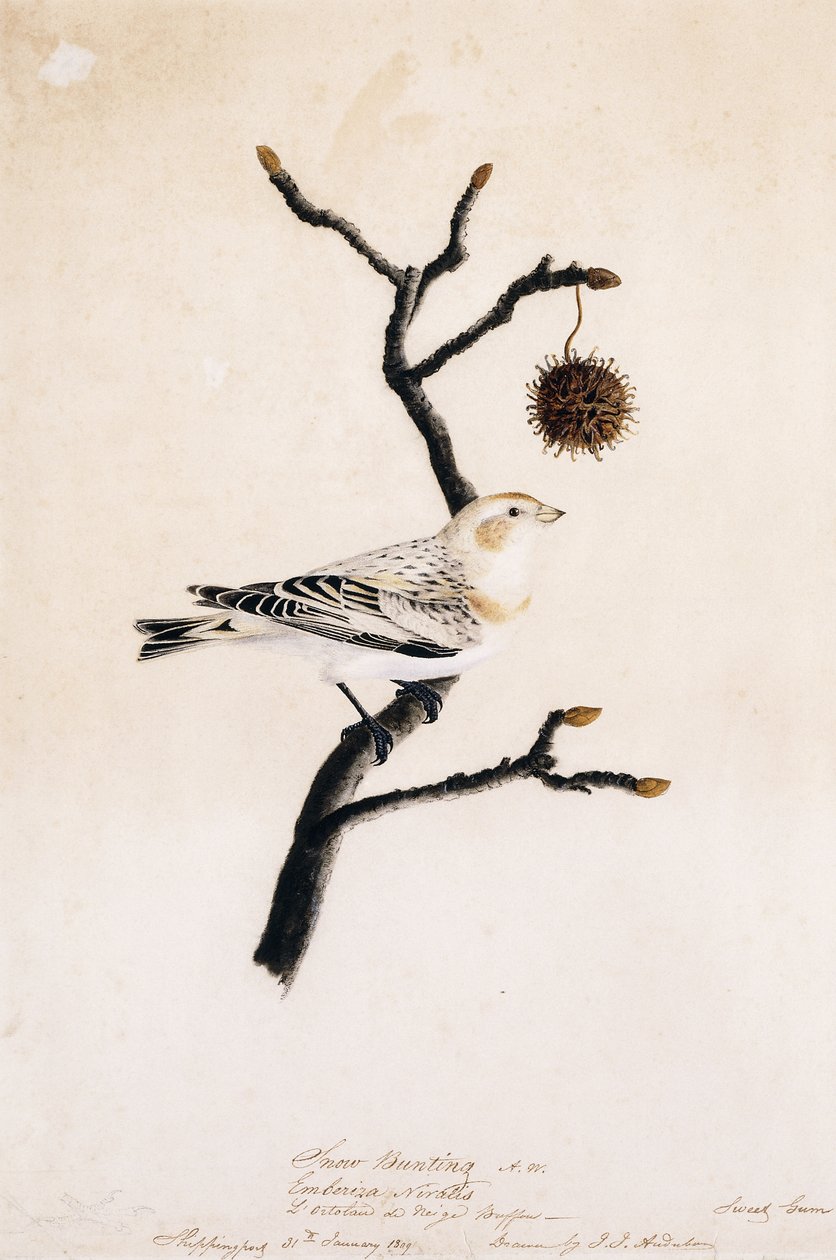 Snøspurv, 1809 av John James Audubon