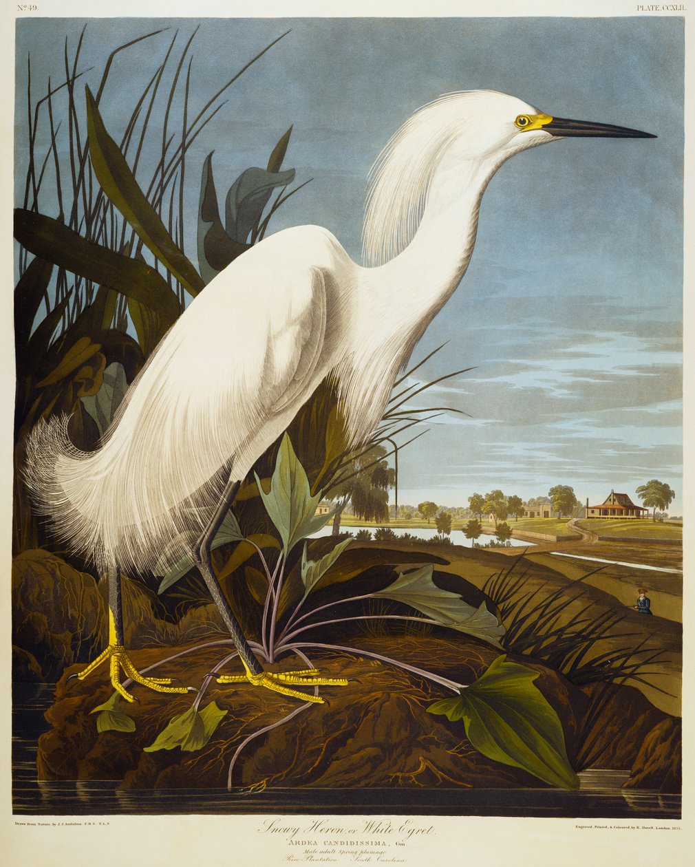 Snowy Heron Eller White Egret / Snowy Egret av John James Audubon