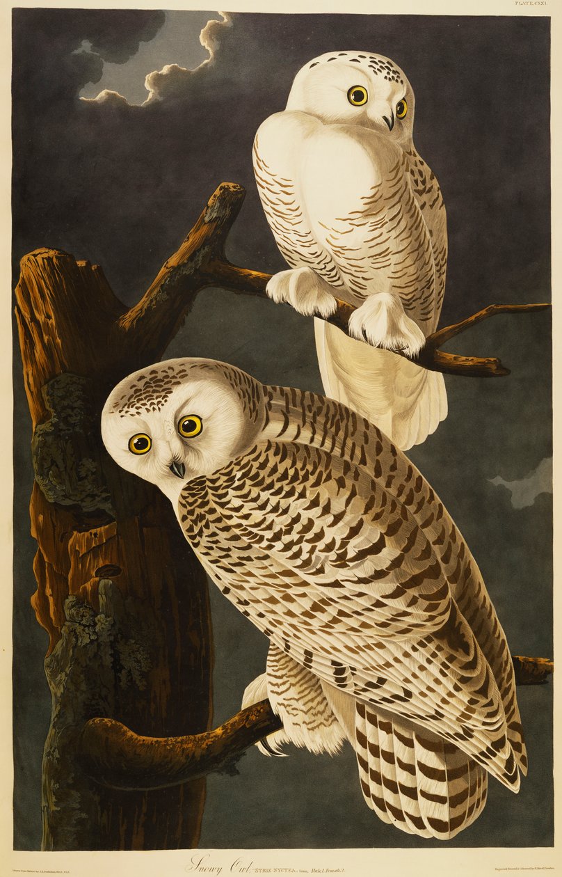 Snøete ugle av John James Audubon