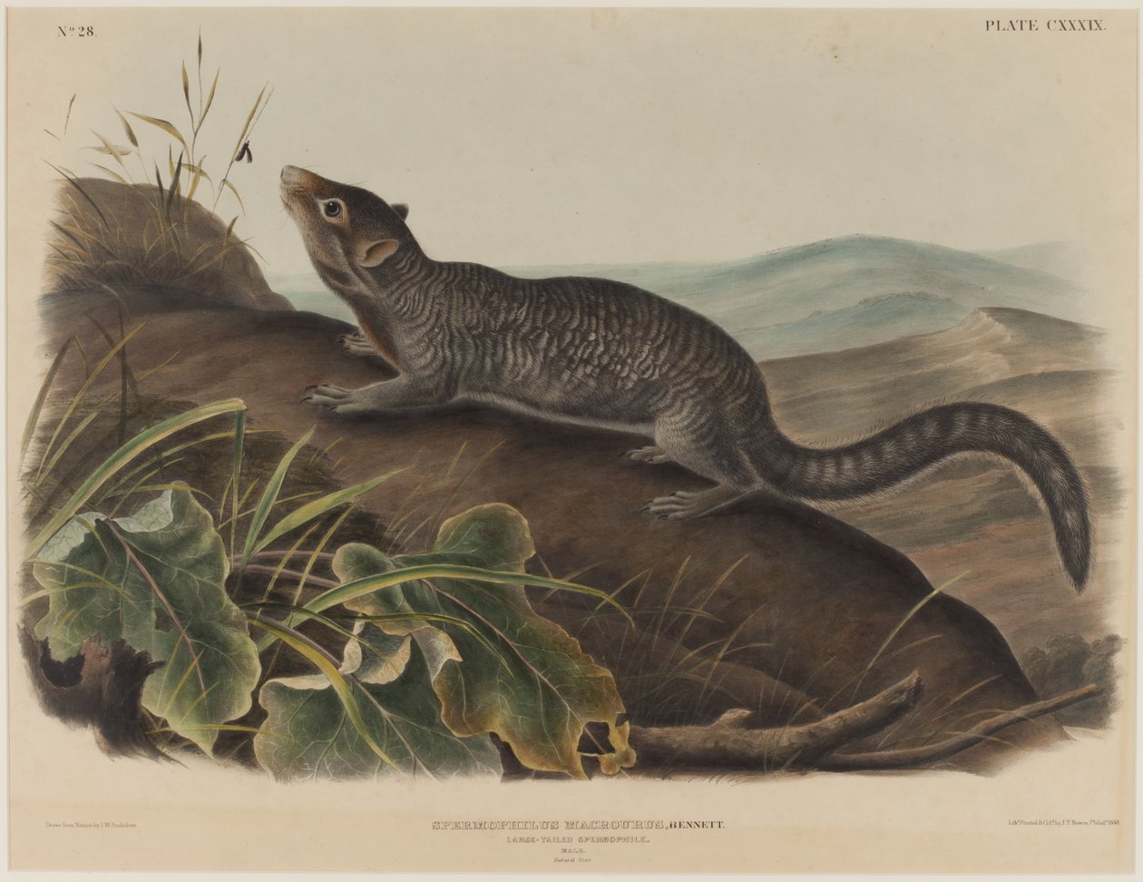 Spermophilus Macrourus (storhaleekorn) av John James Audubon