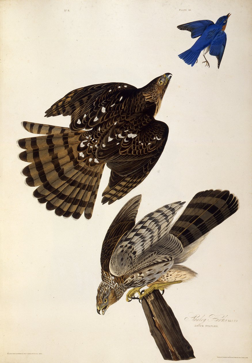 Stanley Hawks. Fra The Birds of America, 1827-1838. av John James Audubon