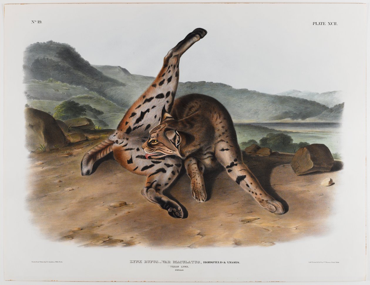 Texas gaupe av John James Audubon