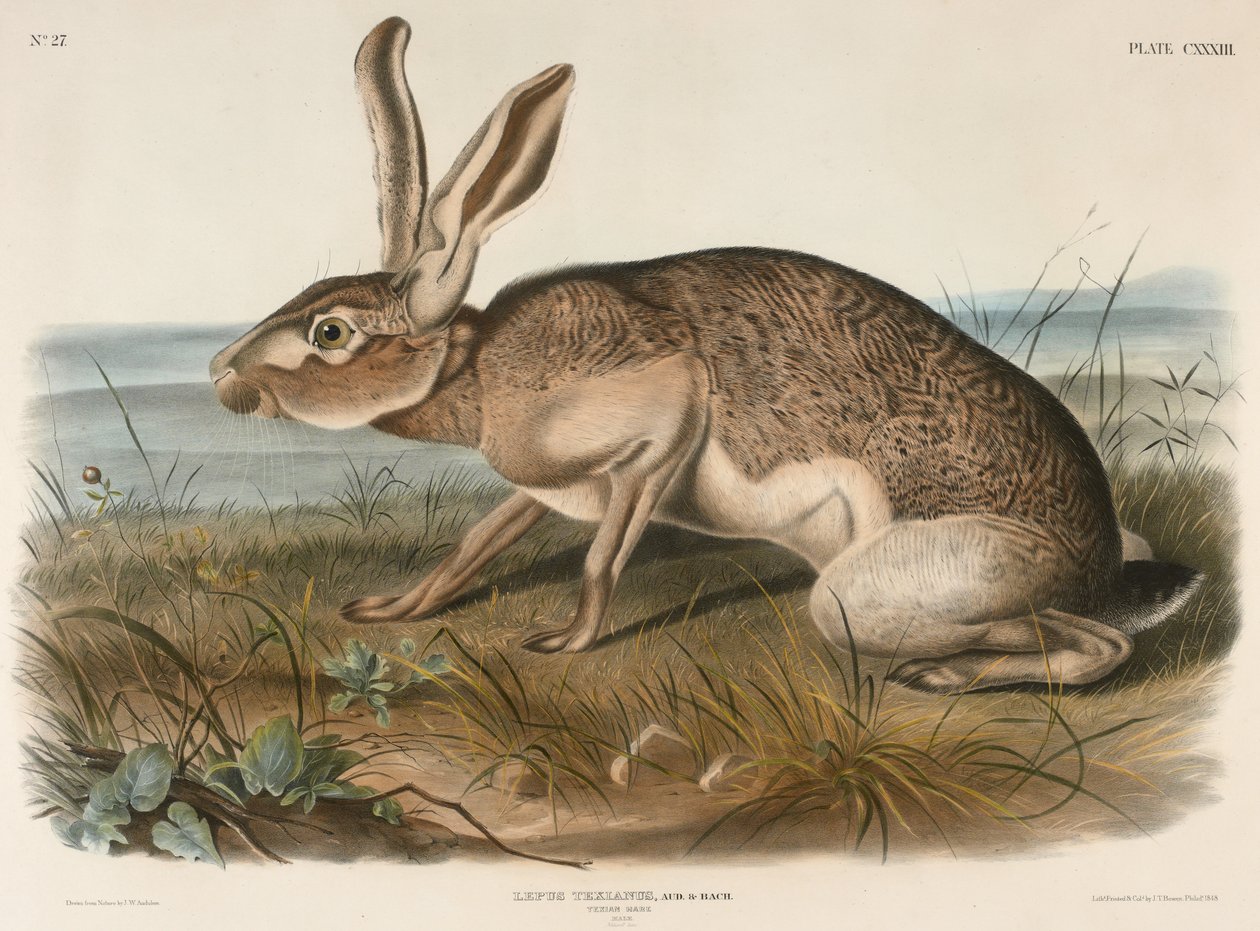 Texian Hare (Lepus Texianus), 1848 (håndfarget litografi) av John James Audubon