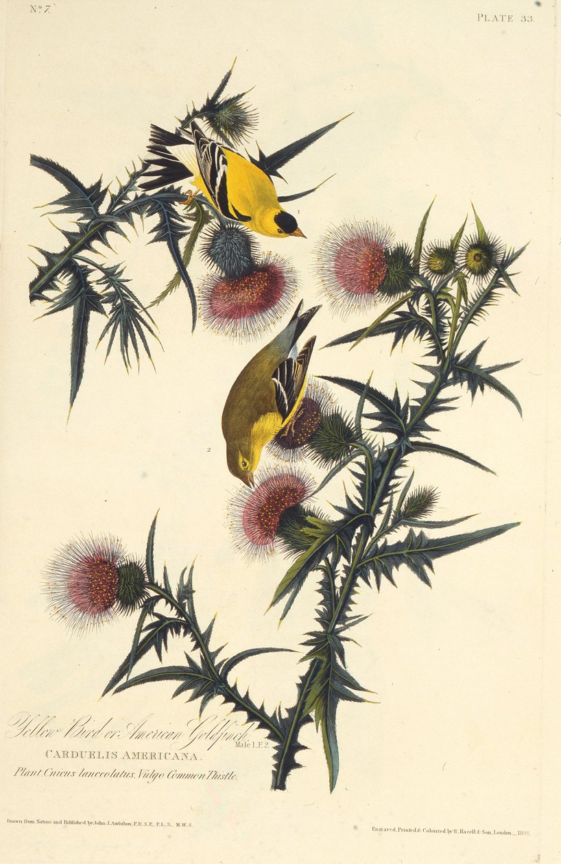 Den amerikanske gullfinken. Fra The Birds of America, 1827-1838. av John James Audubon