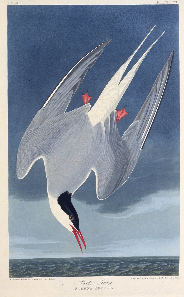 Polarternen. Fra The Birds of America, 1827-1838. av John James Audubon