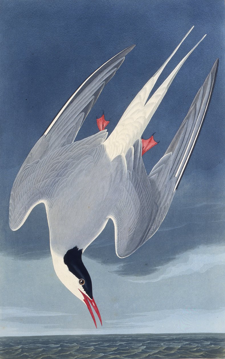 Polarternen. Fra The Birds of America, 1827-1838. av John James Audubon