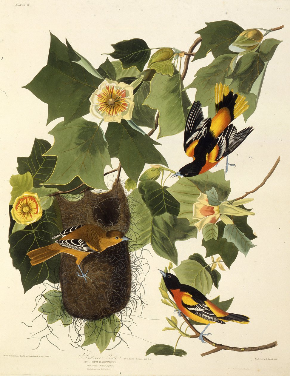 Baltimore-oriolen. Fra The Birds of America, 1827-1838. av John James Audubon