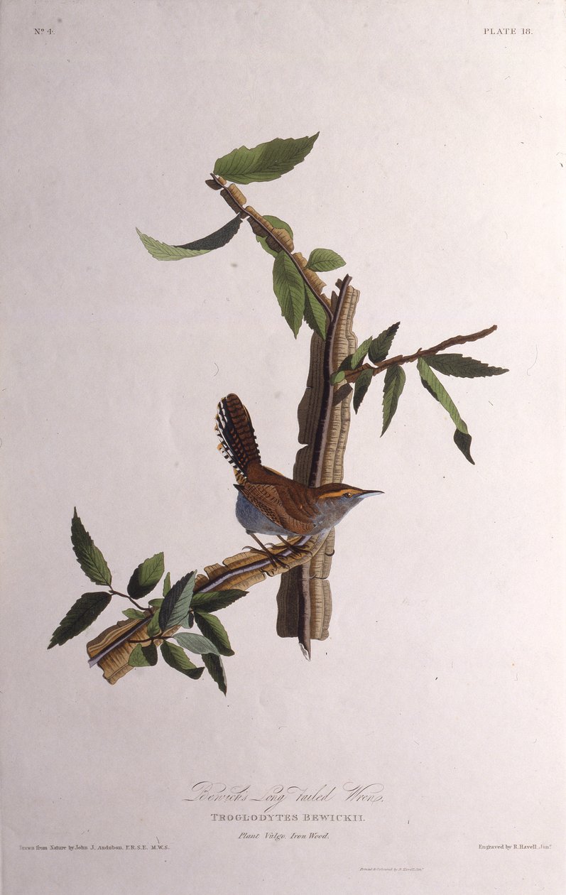 Bewicks wren. Fra The Birds of America, 1827-1838. av John James Audubon