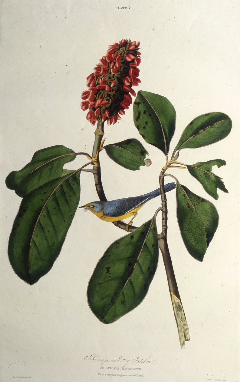 Canadasangeren. Fra The Birds of America, 1827-1838. av John James Audubon