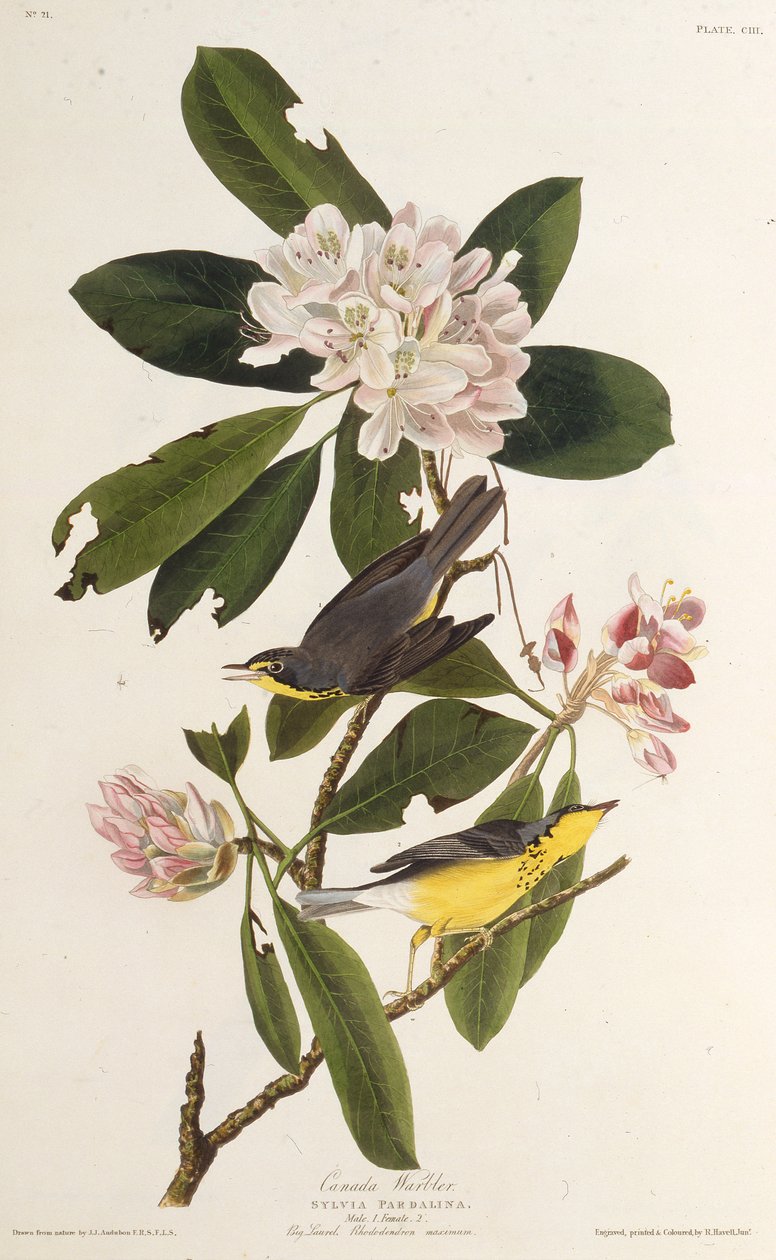 Canadasangeren. Fra The Birds of America, 1827-1838. av John James Audubon