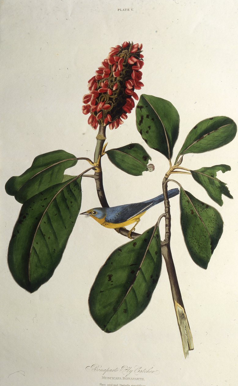 Canadasangeren. Fra The Birds of America, 1827-1838. av John James Audubon