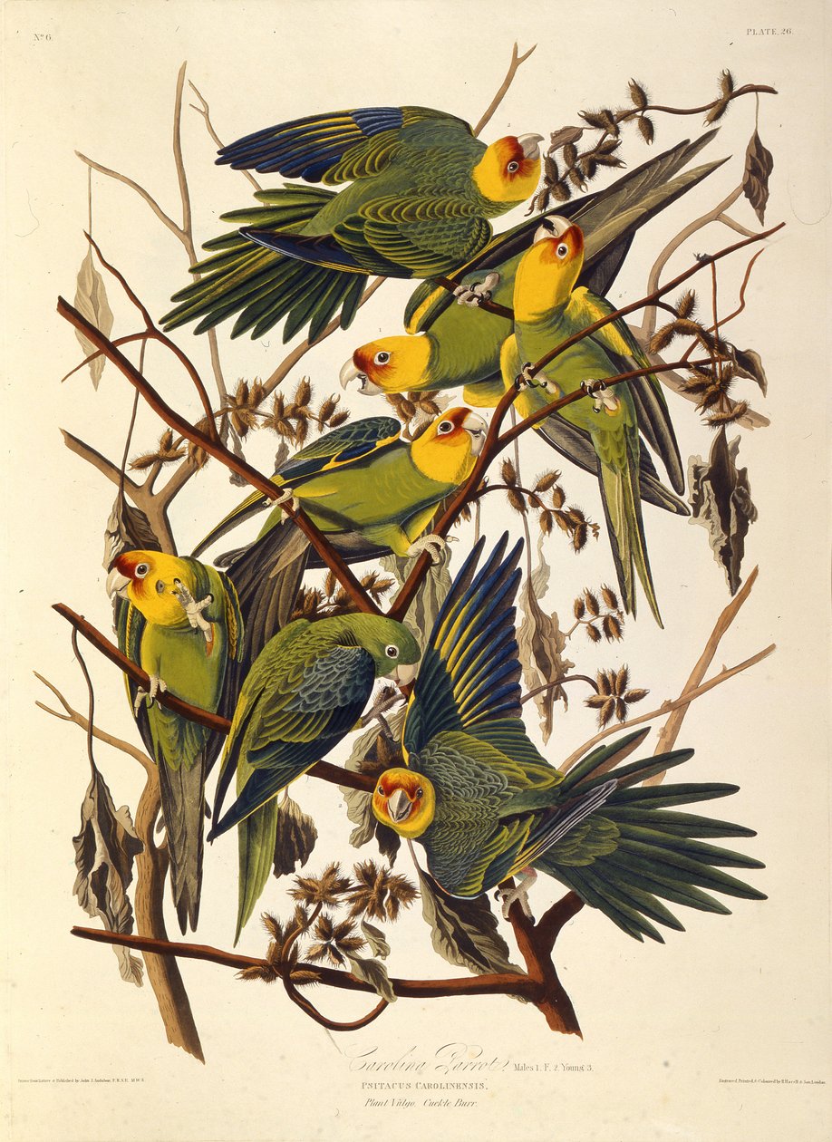 Carolina-parakitten, fra The Birds of America, 1827-1838. av John James Audubon