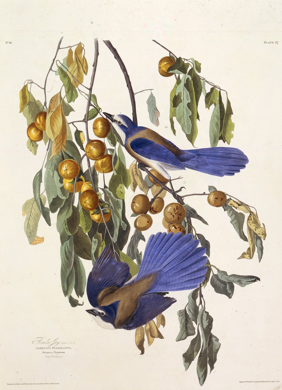 Floridas skrubbejay. Fra The Birds of America, 1827-1838. av John James Audubon