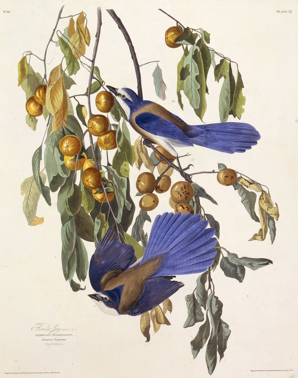 Floridas skrubbejay. Fra The Birds of America, 1827-1838. av John James Audubon