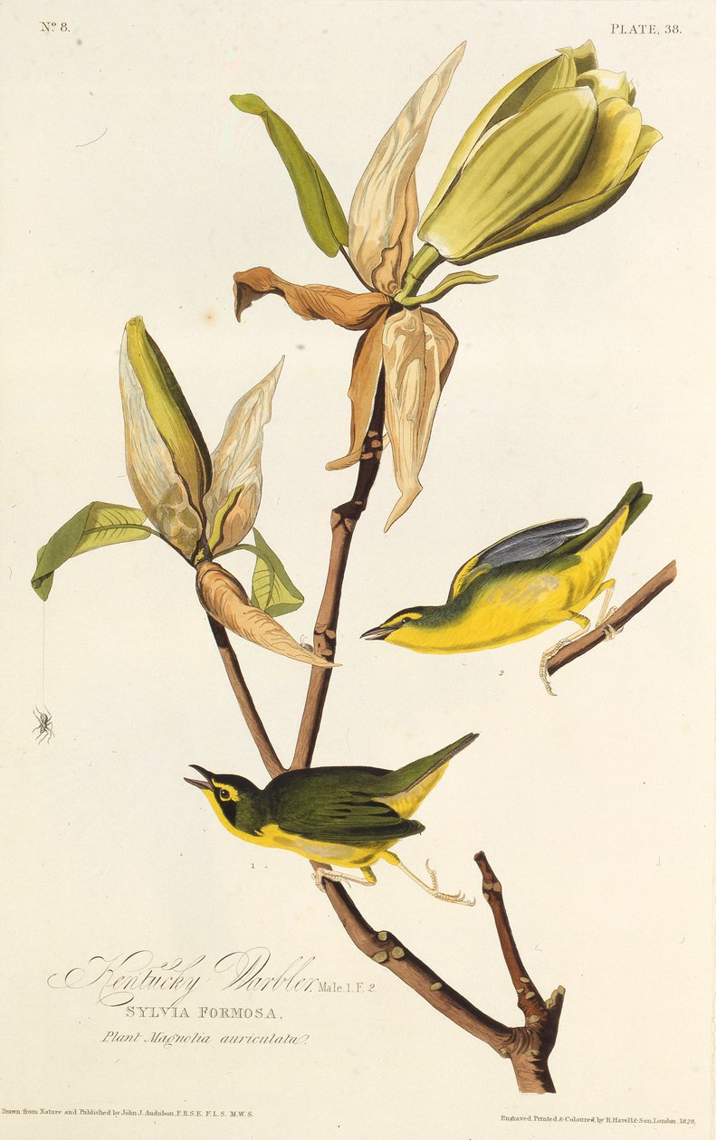 Kentucky-sangeren. Fra The Birds of America, 1827-1838. av John James Audubon
