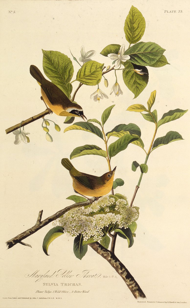 Maryland Yellowthroat. Fra The Birds of America, 1827-1838. av John James Audubon