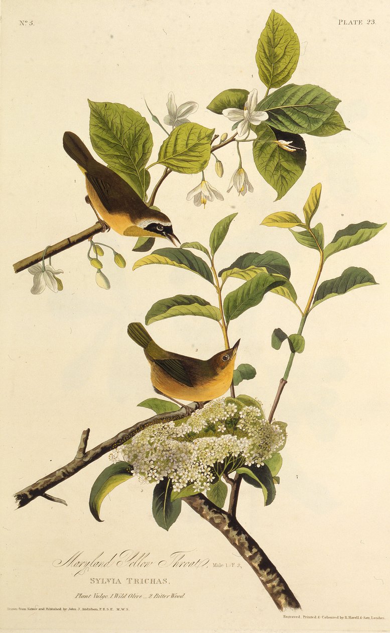Maryland Yellowthroat. Fra The Birds of America, 1827-1838. av John James Audubon