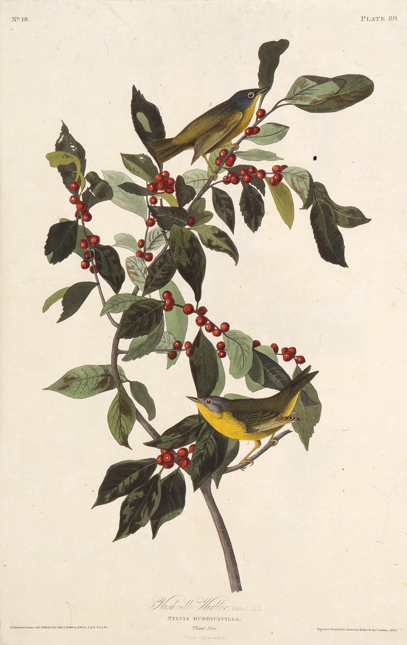 Nashville-sangeren. Fra The Birds of America, 1827-1838. av John James Audubon