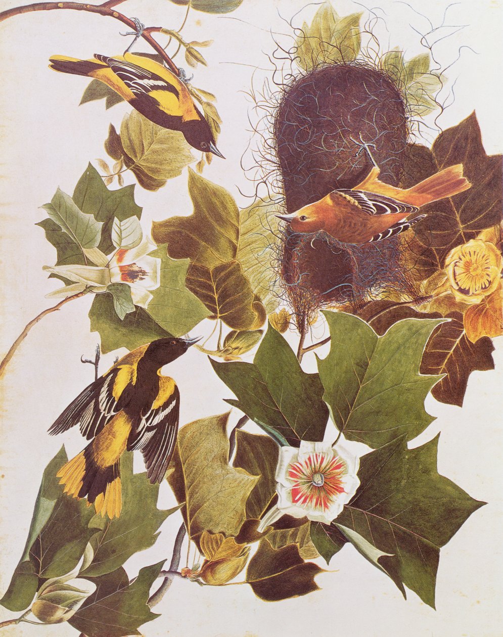 The Oriole, fra Birds of America av John James Audubon