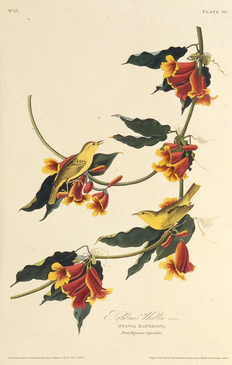Rathbone Warbler. Fra The Birds of America, 1827-1838. av John James Audubon