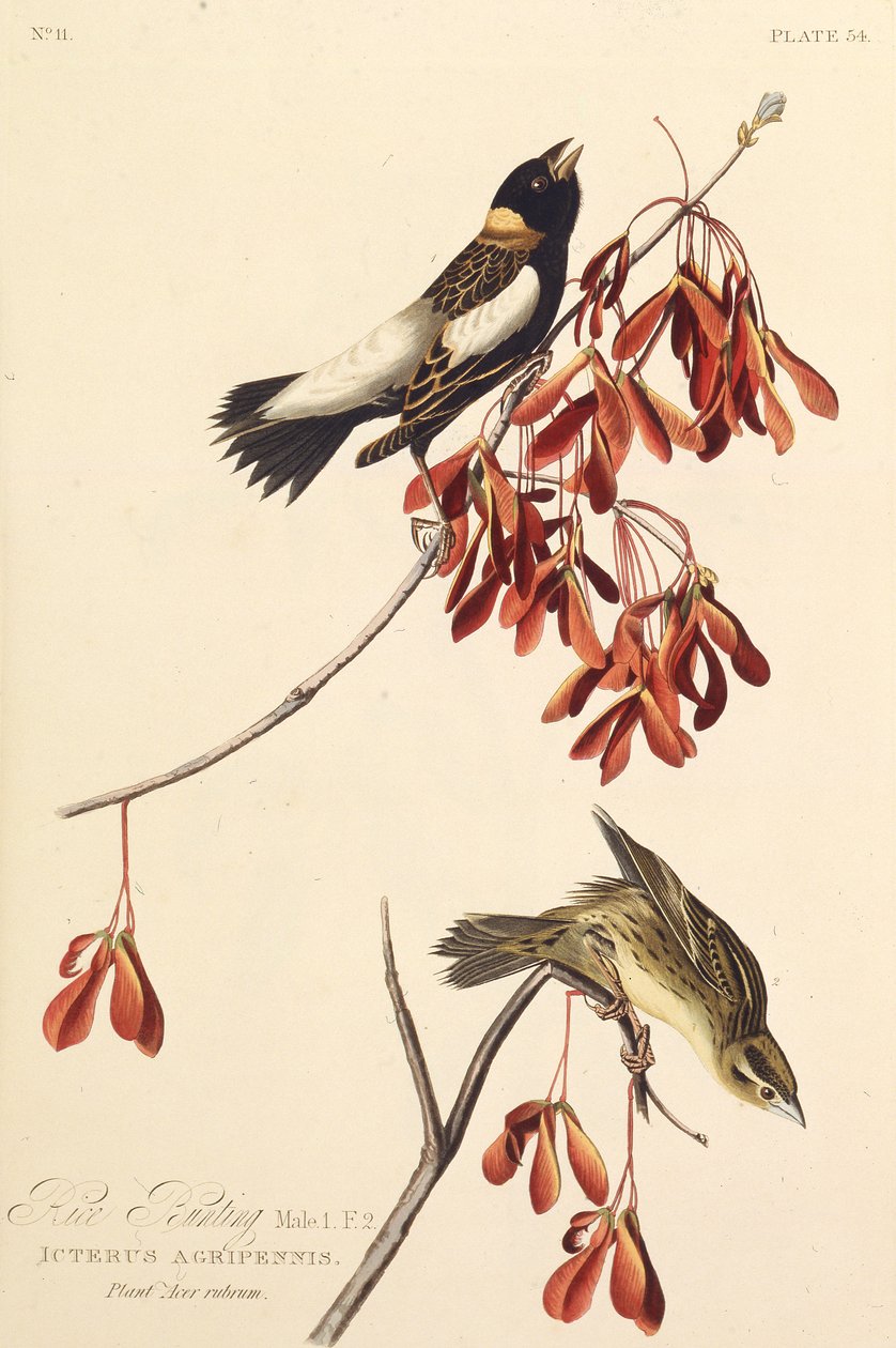 Risfuglen. Fra The Birds of America, 1827-1838. av John James Audubon