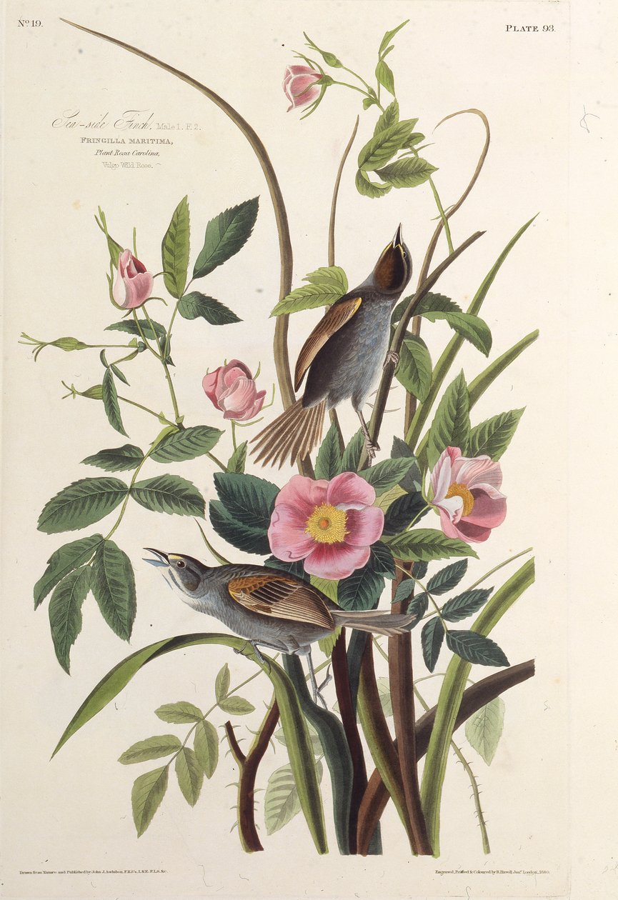Sjøsidefinken. Fra The Birds of America, 1827-1838. av John James Audubon