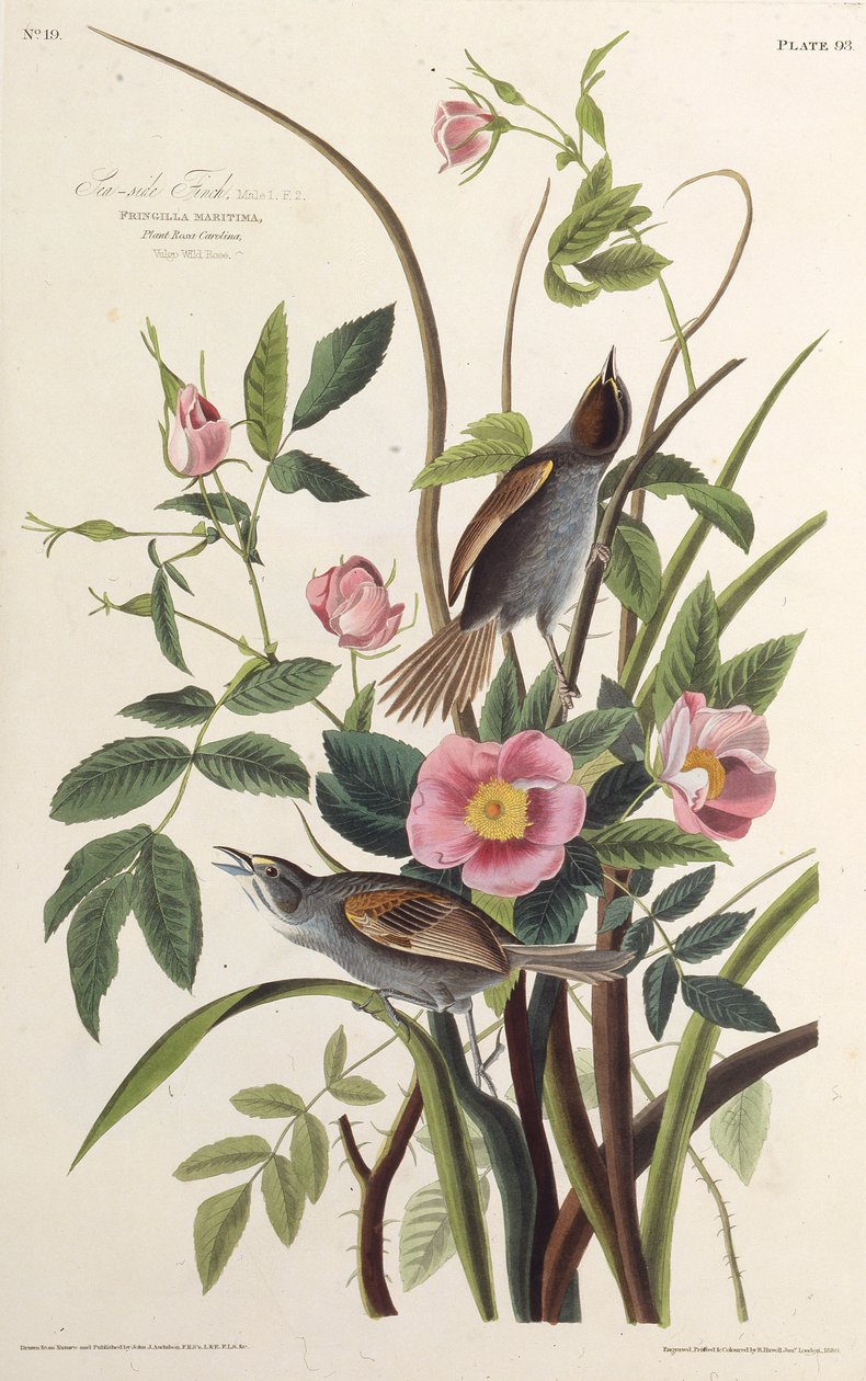 Sjøsidefinken. Fra The Birds of America, 1827-1838. av John James Audubon