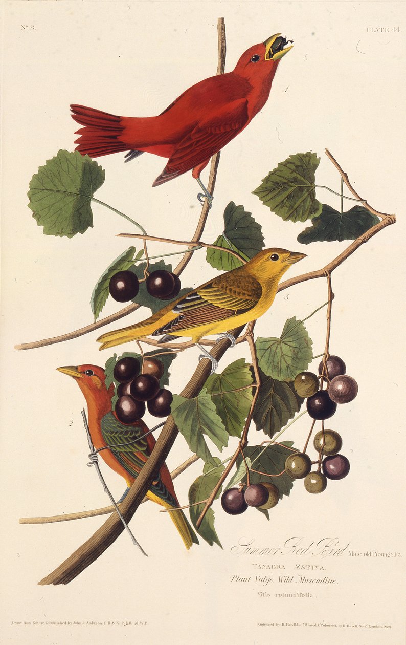Den røde sommerfuglen. Fra The Birds of America, 1827-1838. av John James Audubon