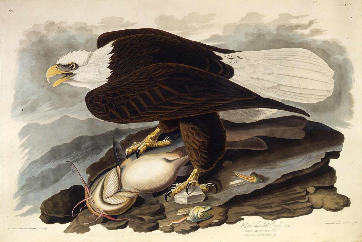 Den skallete ørnen. Fra The Birds of America, 1827-1838. av John James Audubon