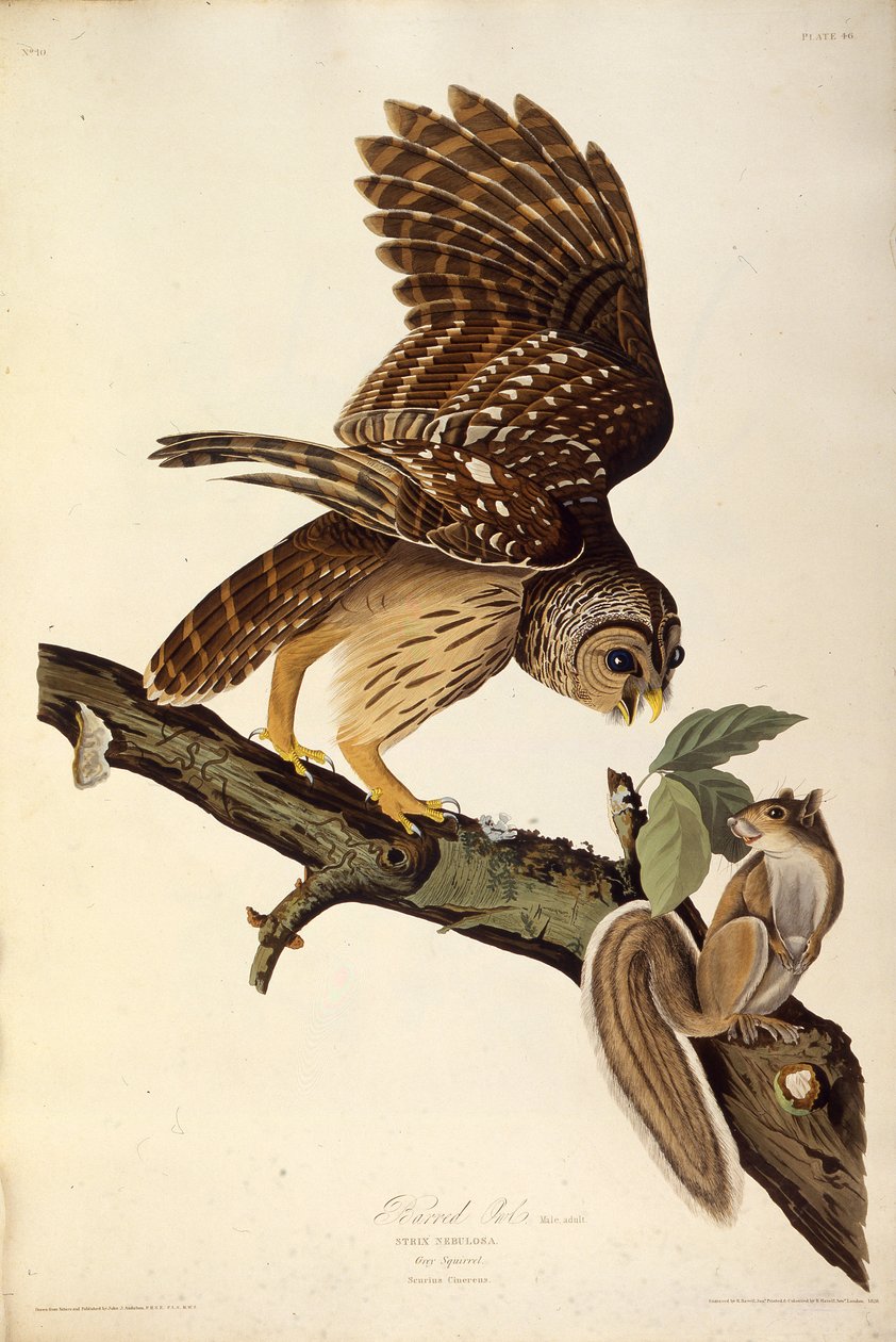 Den sperrede uglen. Fra The Birds of America, 1827-1838. av John James Audubon