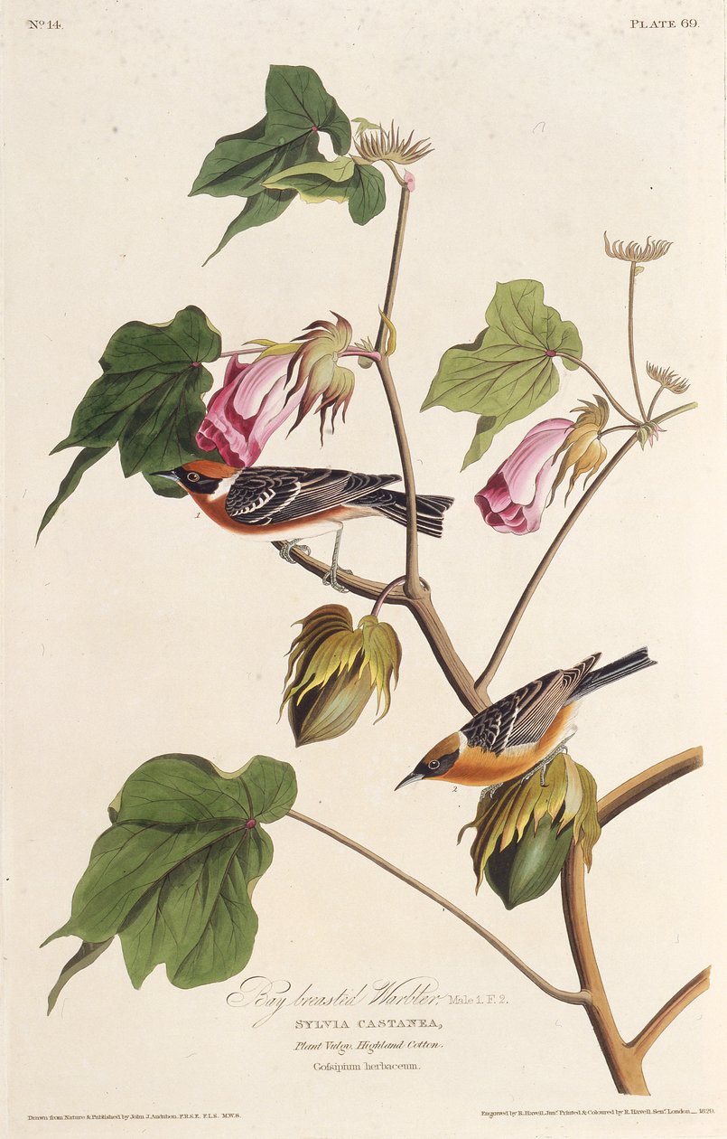 Laurbærsangeren. Fra The Birds of America, 1827-1838. av John James Audubon