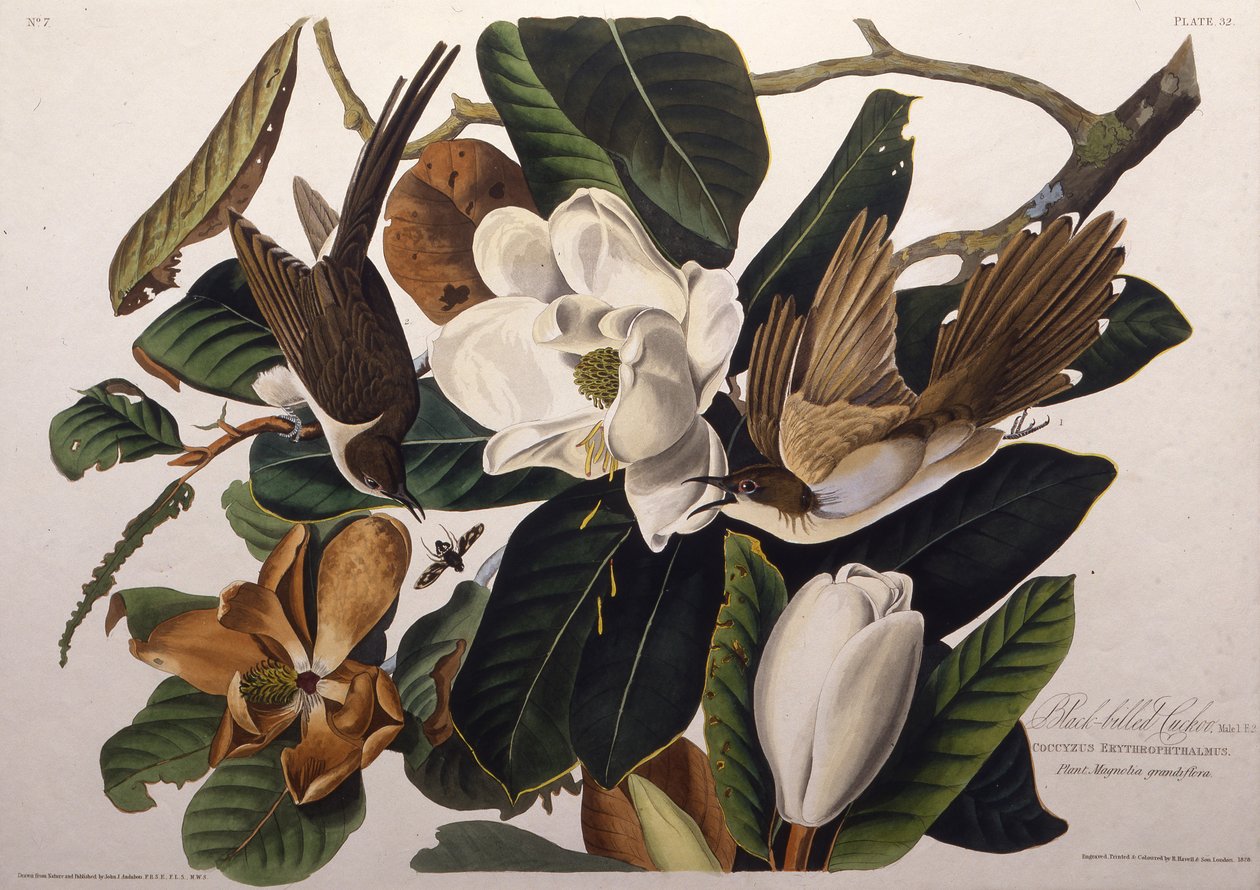 Svartnebbgjøken. Fra The Birds of America, 1827-1838. av John James Audubon