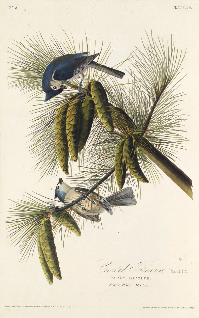 Svartmeis. Fra The Birds of America, 1827-1838. av John James Audubon