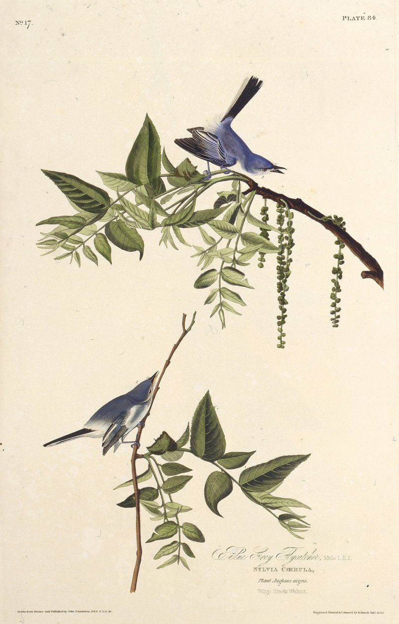 Den blågrå knottfangeren. Fra The Birds of America, 1827-1838. av John James Audubon