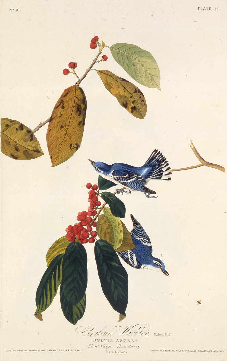 Hjørnesangeren. Fra The Birds of America, 1827-1838. av John James Audubon