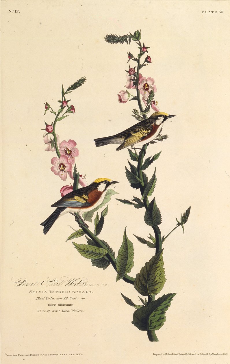 Den kastanjesidige sangeren. Fra The Birds of America, 1827-1838. av John James Audubon