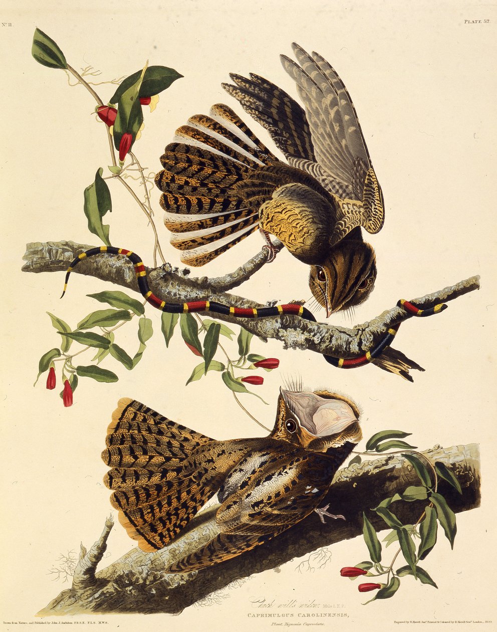 Chuck-vilje-enken. Fra The Birds of America, 1827-1838. av John James Audubon